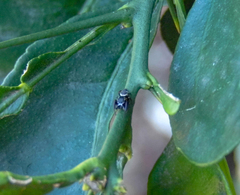 Naubolus