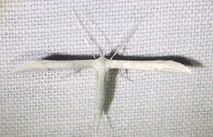 Hellinsia homodactylus