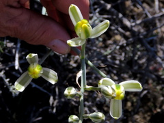 Albuca longipes