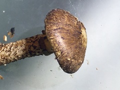 Cystoagaricus