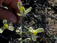 Albuca longipes