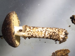 Cystoagaricus