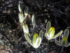 Albuca longipes