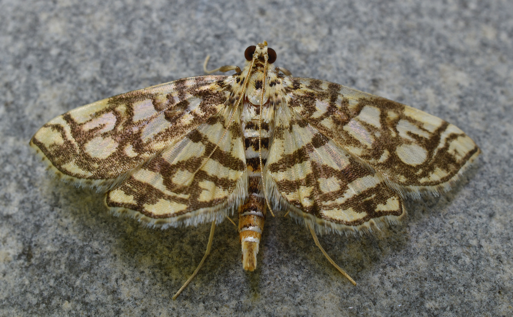 Bog Lygropia