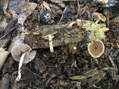 Cystoagaricus
