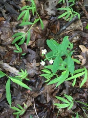 Euphorbia pubentissima