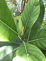 Artocarpus heterophyllus