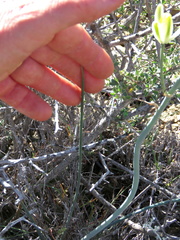 Albuca longipes