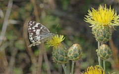 Melanargia larissa