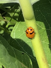 Hippodamia glacialis