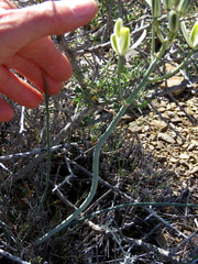 Albuca longipes