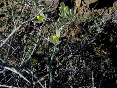Albuca longipes