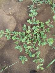 Kallstroemia maxima