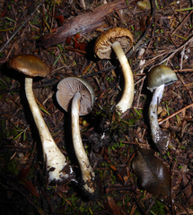 Cortinarius calaisopus