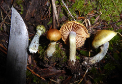Cortinarius calaisopus