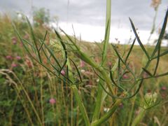 Seseli annuum
