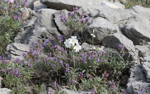 Lilium candidum