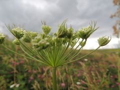 Seseli annuum