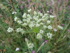 Seseli annuum