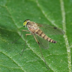 Chrysopilus asiliformis