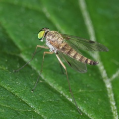Chrysopilus asiliformis