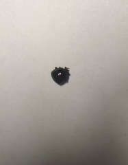 Coptosoma scutellatum