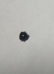 Coptosoma scutellatum