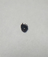 Coptosoma scutellatum