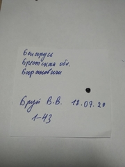 Coptosoma scutellatum