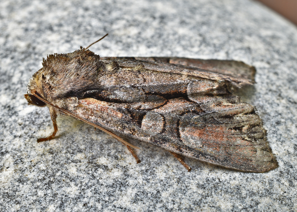 Speckled Cutworm Moth