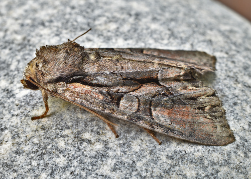 Speckled Cutworm Moth