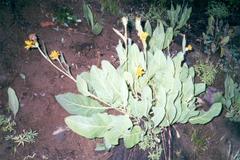 Wyethia mollis