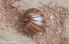 Arthrosphaera