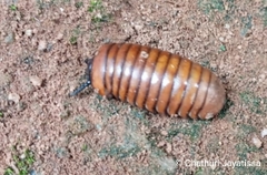 Arthrosphaera