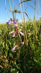 Penstemon gracilis