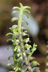 Fernandezia crystallina