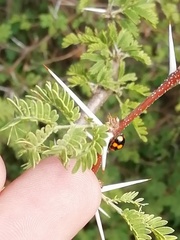 Brachiacantha ursina