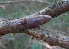 Stenagostus rhombeus