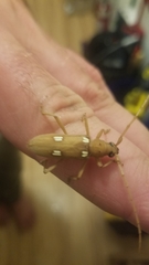 Eburia quadrigeminata