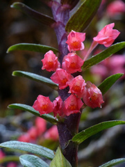 Fernandezia sanguinea