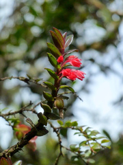 Fernandezia sanguinea