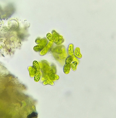 Dimorphococcus lunatus