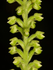 Gomphichis hetaerioides