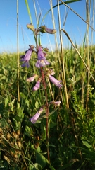 Penstemon gracilis
