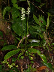 Gomphichis hetaerioides