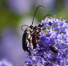 Anastrangalia laetifica