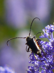 Anastrangalia laetifica