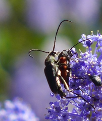 Anastrangalia laetifica