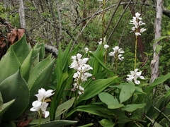 Govenia liliacea