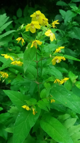 Lysimachia ciliata